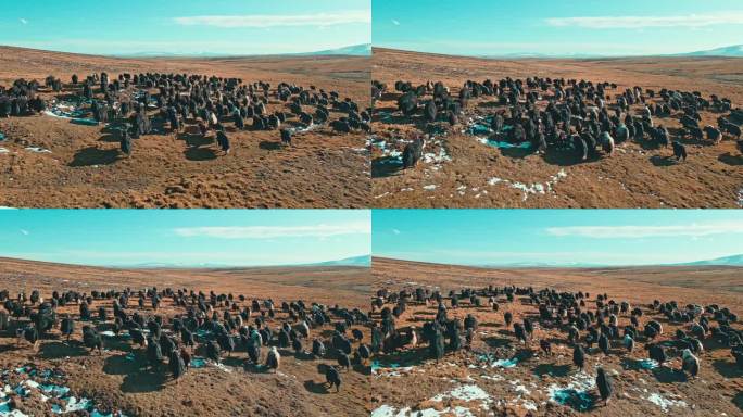 航拍牦牛群高原牧场藏民藏族放牧