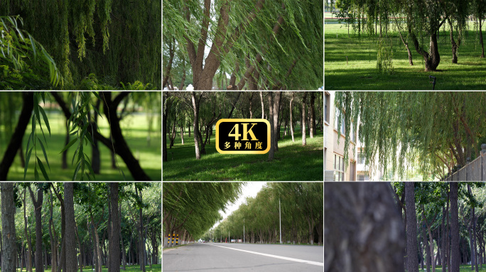 【4K】唯美垂柳