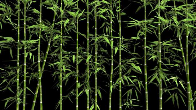 竹子生长过程竹叶随风摇摆带通道