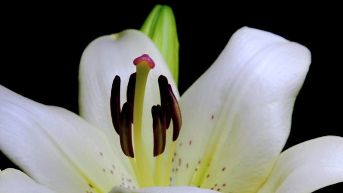 百合开花延时摄影 微距 花蕊