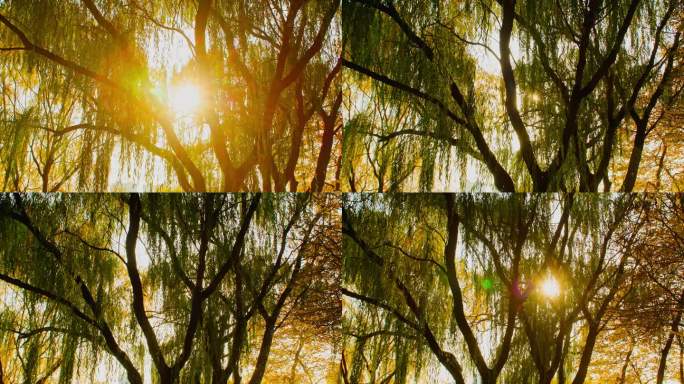秋天阳光穿过大树-特写