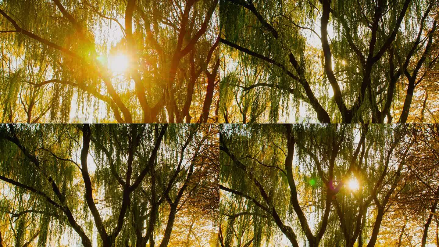 秋天阳光穿过大树-特写