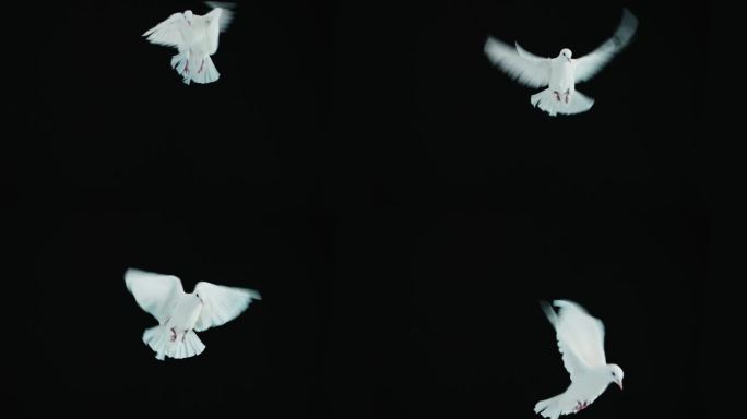 白鴿和平鸽飞过飞翔白鸽