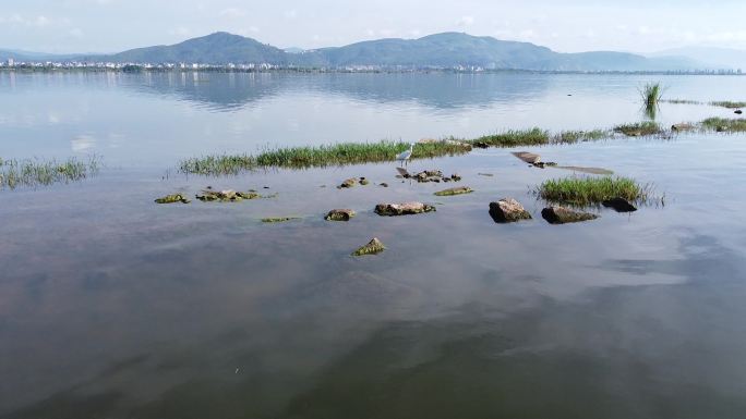 早晨星云湖倒影白鹭捕食水墨感