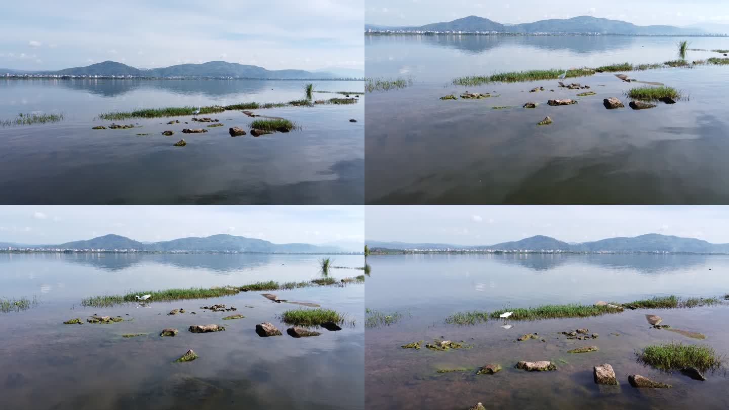 早晨星云湖倒影白鹭捕食水墨感