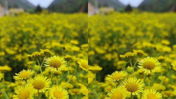 小葵花种植基地特写空镜