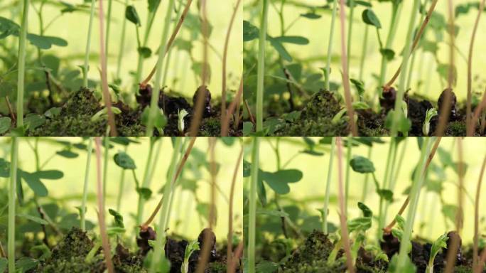 豌豆种子发芽延时摄影
