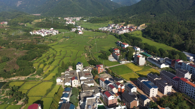 义乌乡村稻田田园风光