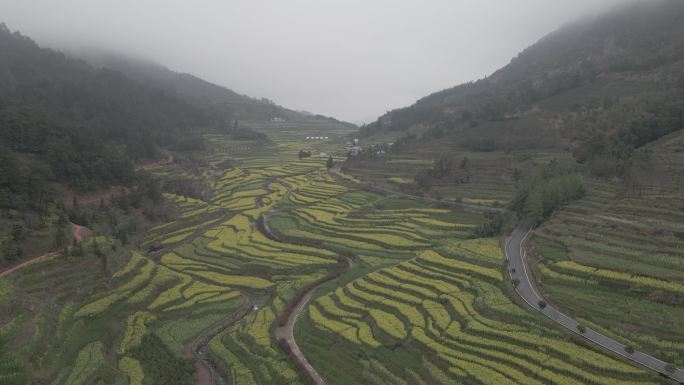 4k油菜花田航拍素材