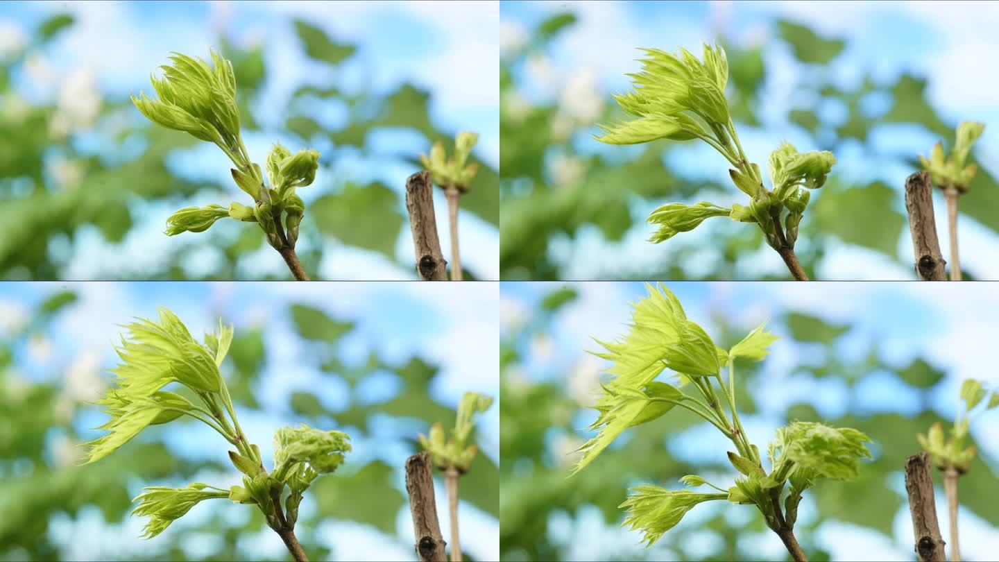 挪威槭树春天发芽新芽展叶延时摄影