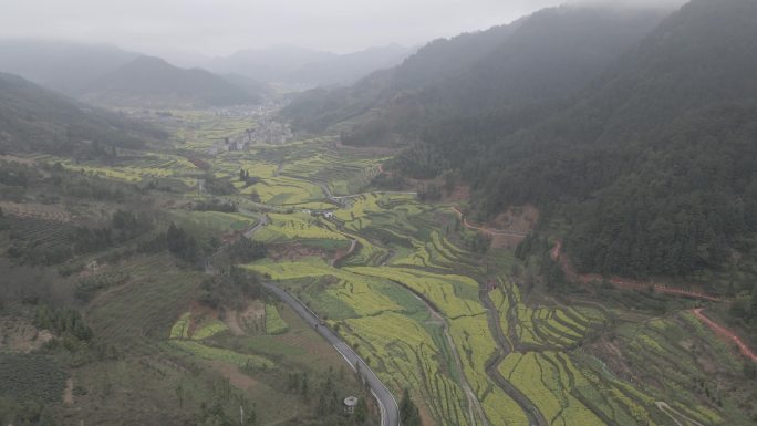 4k油菜花田航拍素材