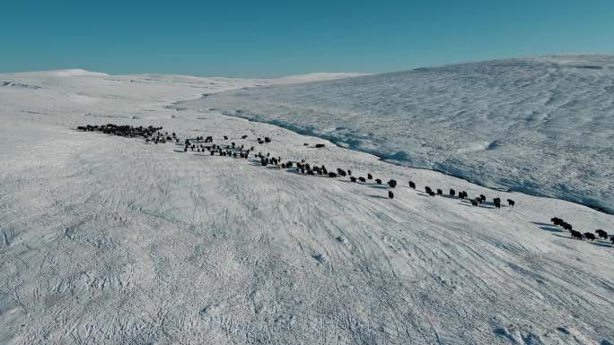 航拍青藏高原雪山河流牧区放牧牦牛群