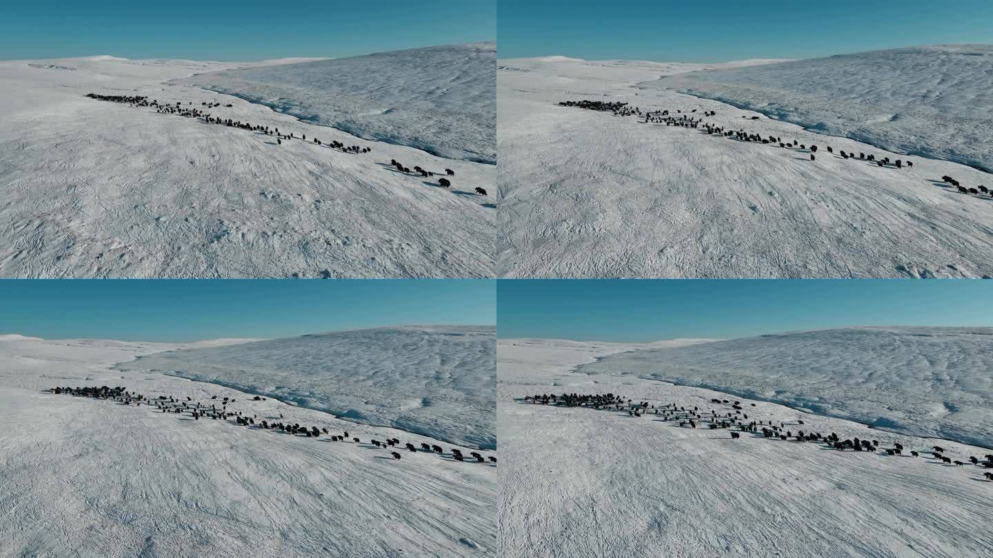 航拍青藏高原雪山河流牧区放牧牦牛群