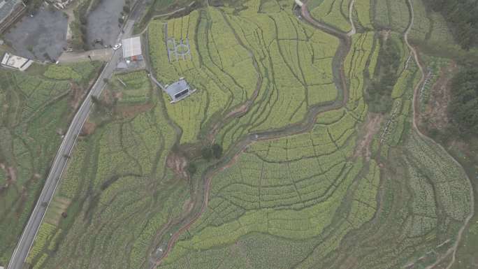 4k油菜花田航拍素材