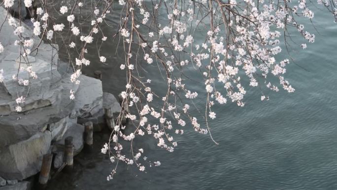 北京颐和园的春天中国风意境唯美风吹桃花枝