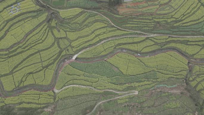 4k油菜花田航拍素材