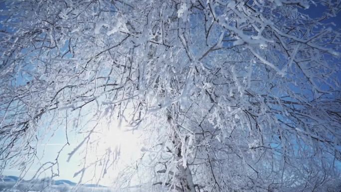 雾凇纯净雪景-雪地里的白桦树