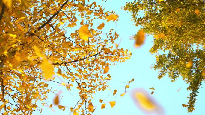 秋天银杏树叶落叶飘落