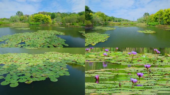 南宁青秀山公园莲花池池塘湖泊睡莲