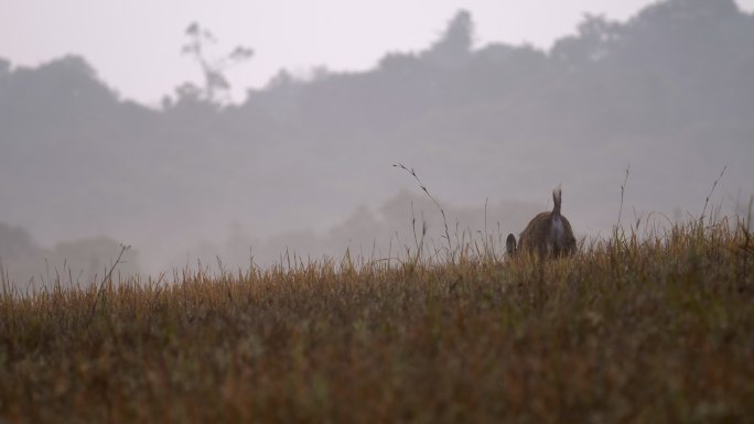 清晨一对猪鹿散步的场景，野生动物，自然背景