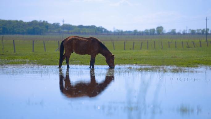 草原上喝水的马