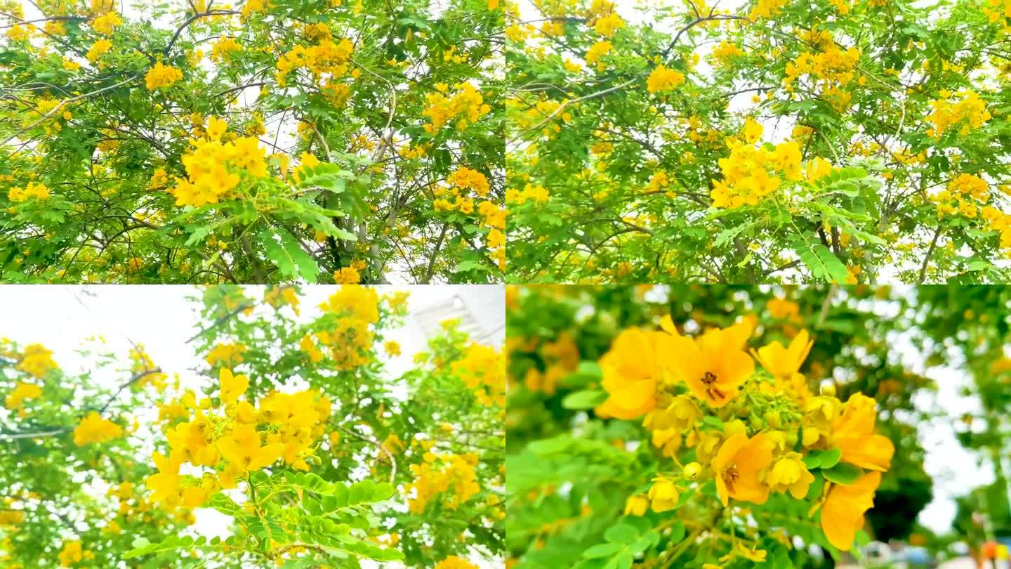 黄色花卉黄槐决明视频素材