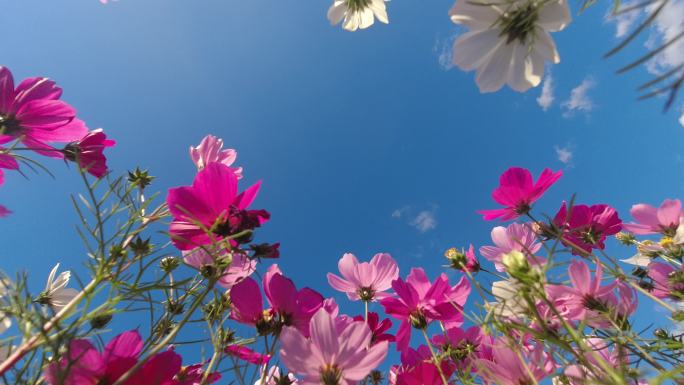 仰望格桑花蓝天白云延时