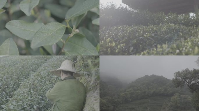 茶叶茶山茶艺茶园采茶 未调色