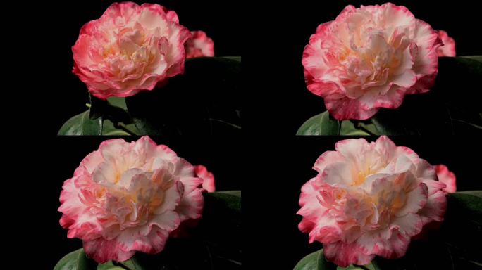 山茶花茶花延时摄影