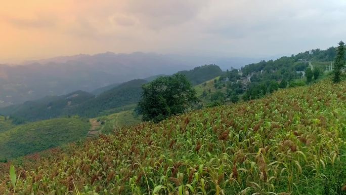 航拍高粱种植基地收割红缨子高粱酿酒原料