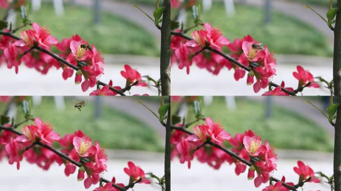 春天惊蛰贴梗海棠花上的蜜蜂