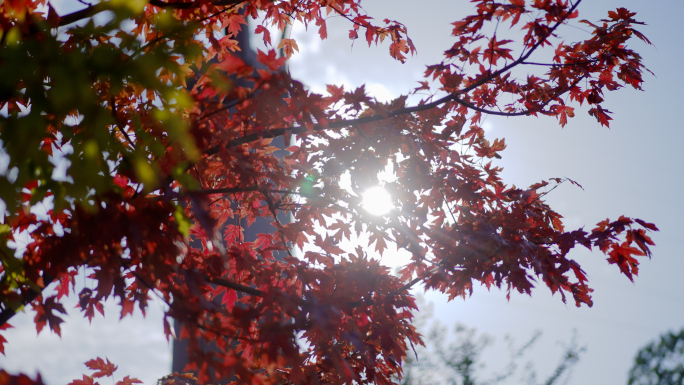 红枫叶  秋天阳光  秋天风景