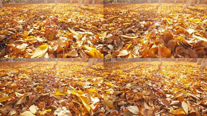 秋天漫步在金色落叶上