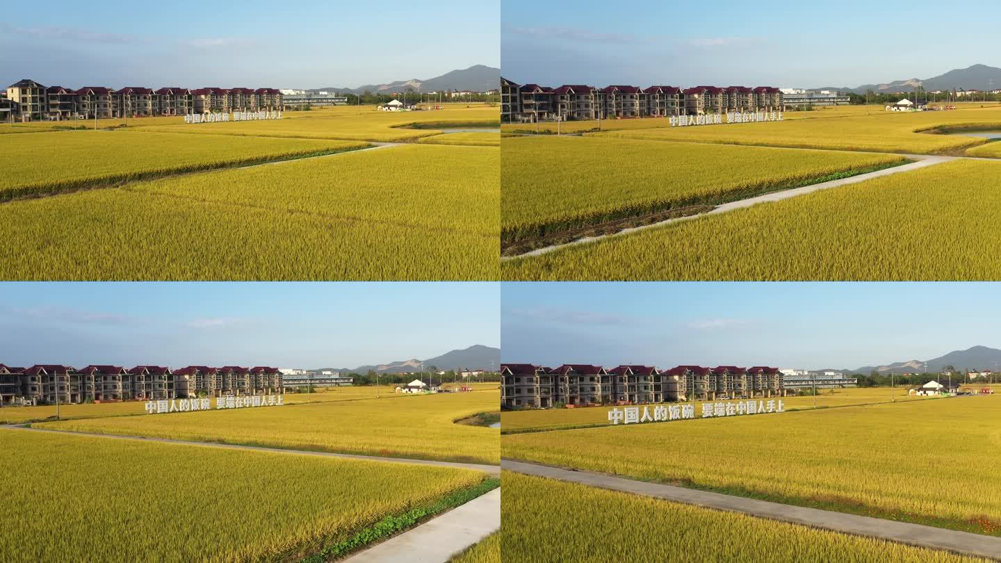 乡村振兴现代农业水稻种植