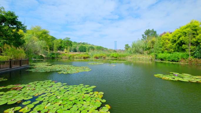 南宁青秀山 湿地公园风景池塘湖景风光