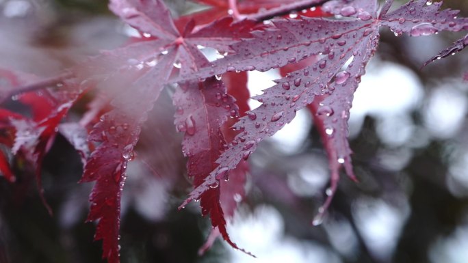 4K秋季 雨中红叶