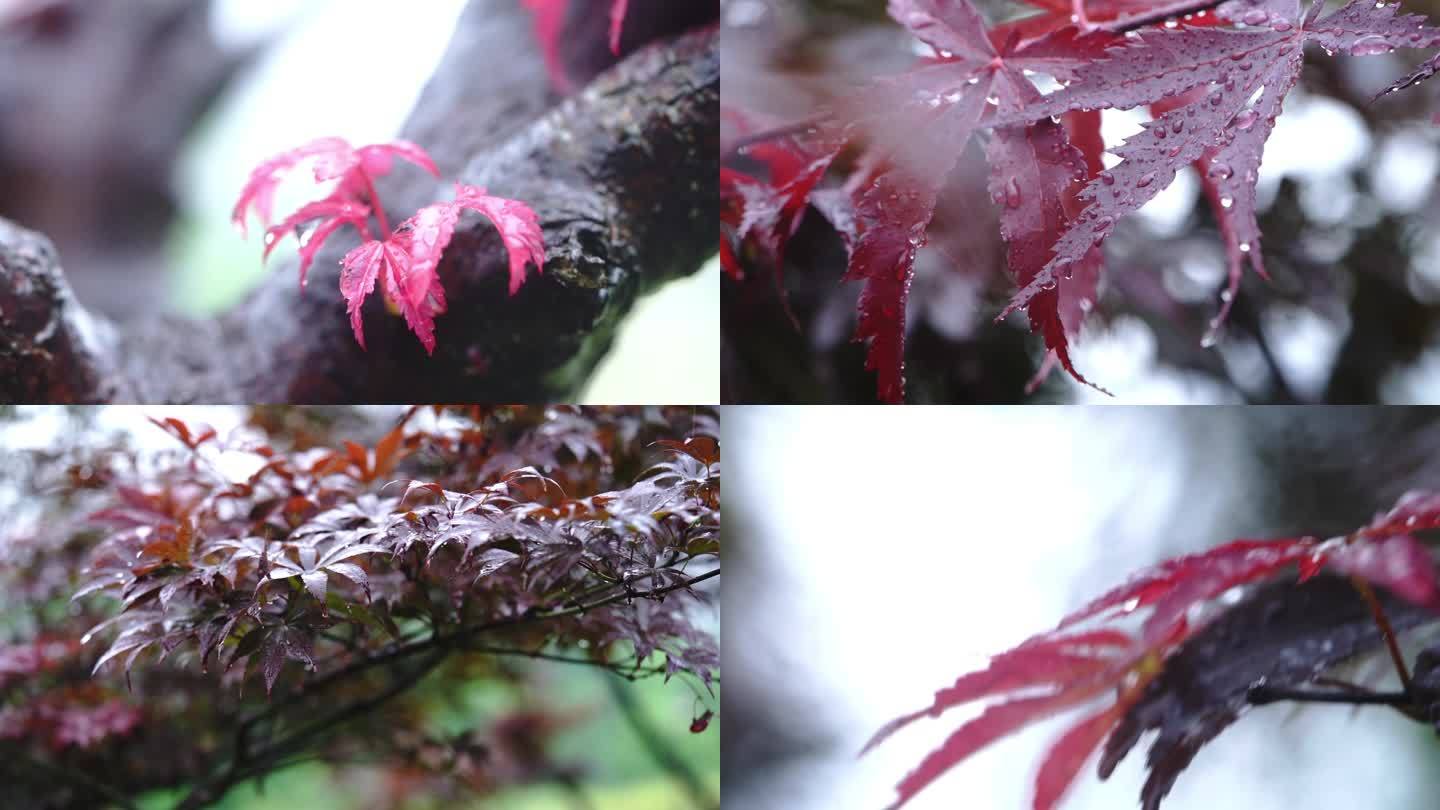 4K秋季 雨中红叶
