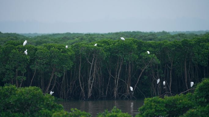 红树林湿地