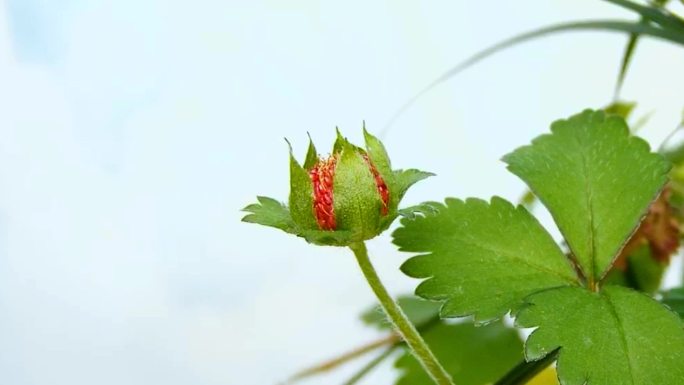 蛇莓开花结果延时摄影