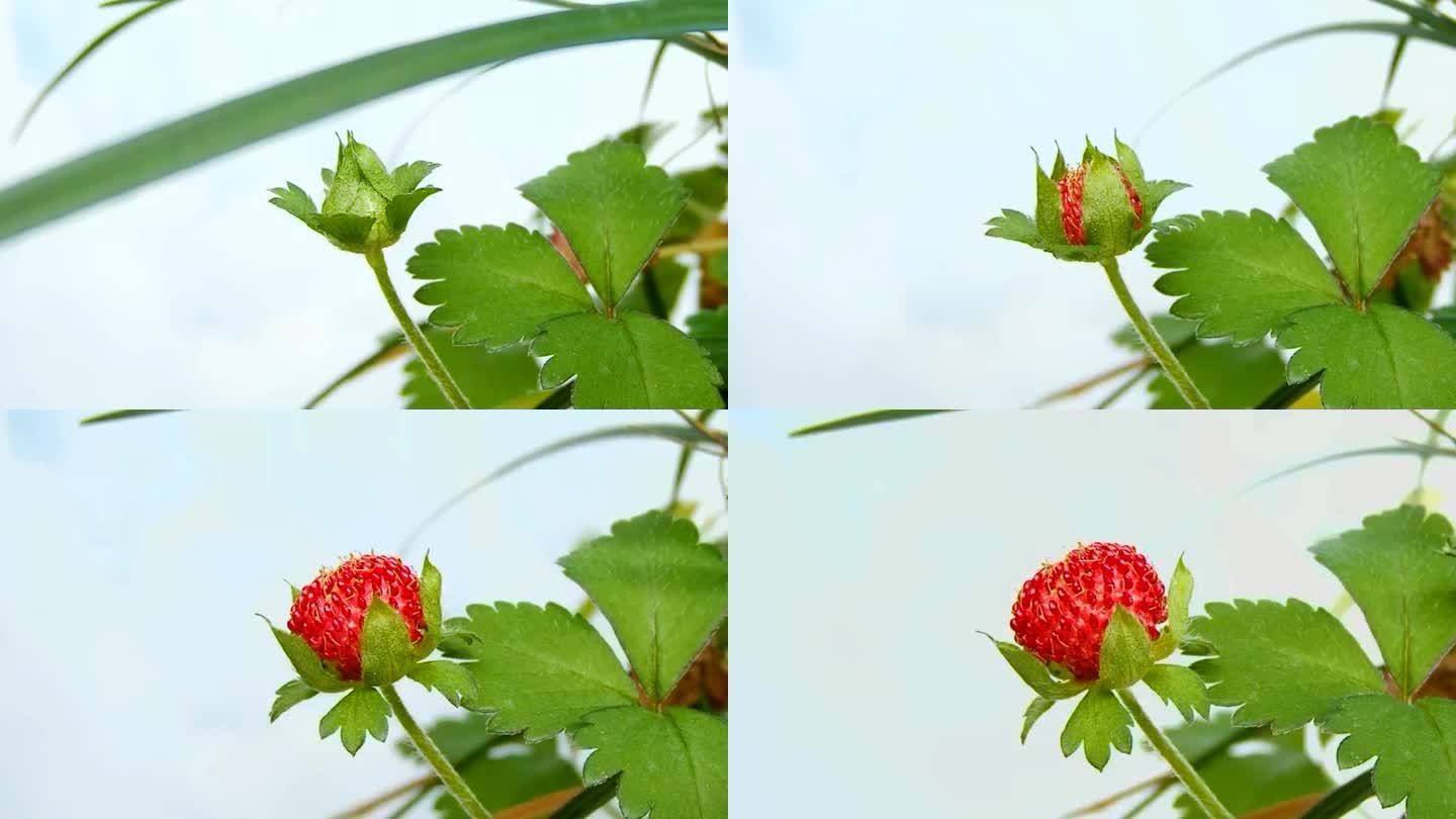 蛇莓开花结果延时摄影