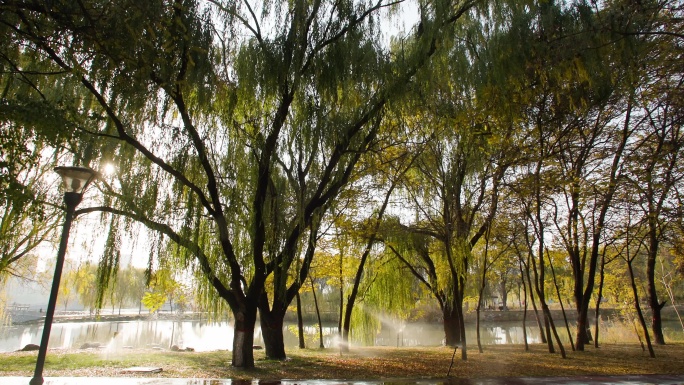 公园秋天景色-湖边柳树特写