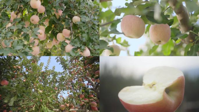 苹果园苹果树摘苹果