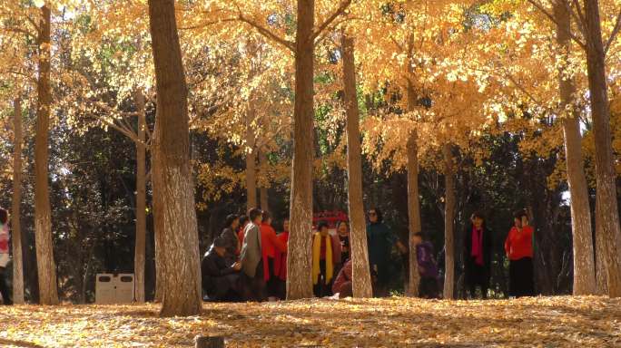 公园秋景深秋季节拍照游人游客银杏树银杏叶
