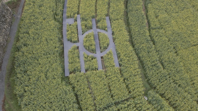 4k油菜花田航拍素材