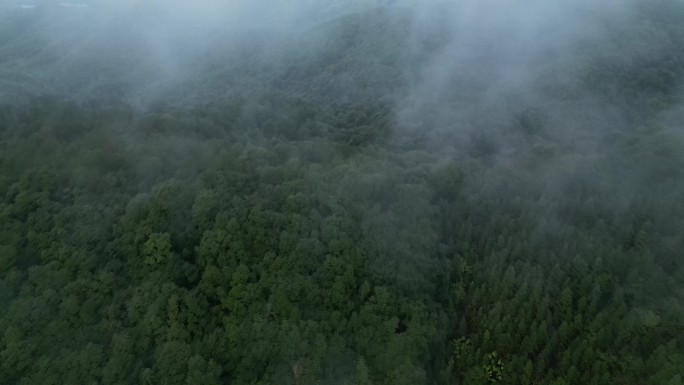 果园清晨迷雾