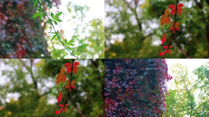 自然环境植物红叶枝条摇曳安静氛围空镜