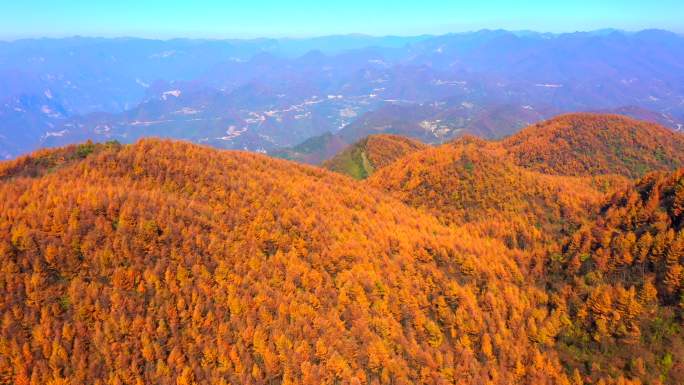 秋季森林金黄秋景