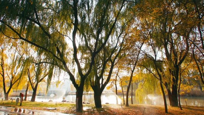 公园秋天阳光穿过大树