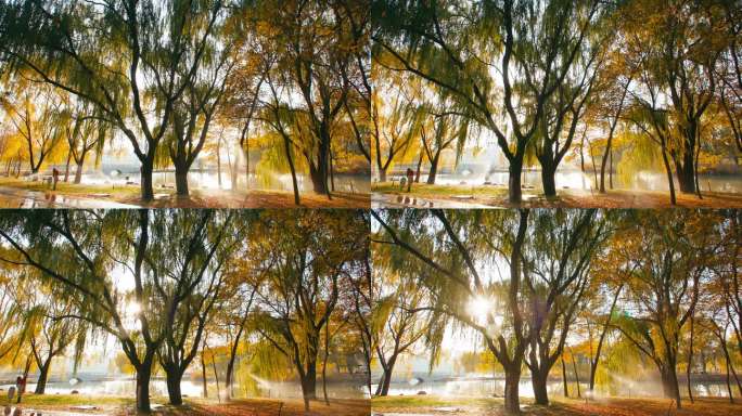公园秋天阳光穿过大树