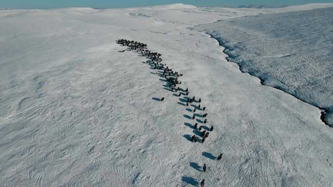 航拍青藏高原雪山河流牧区放牧牦牛群